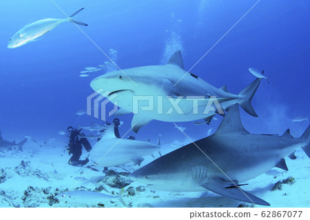 Sea King Bull Shark Sea King Bull Shark 62867077