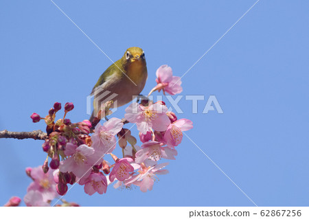 Mejiro and Kawazu cherry tree Mejiro and Kawazu cherry tree 62867256