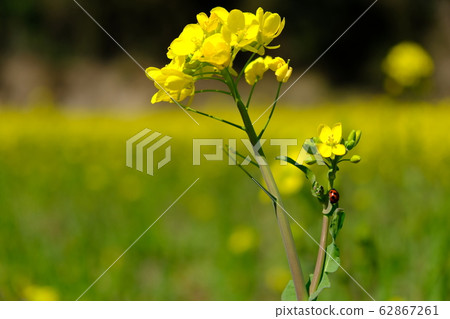 強姦開花 強姦開花 62867261