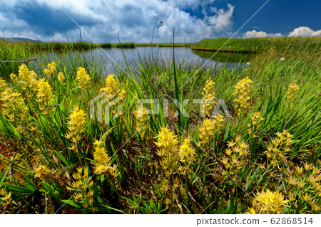 Hiragatake / Himenoike in summer when goldfish blooms Hiragatake / Himenoike in summer when goldfish blooms 62868514