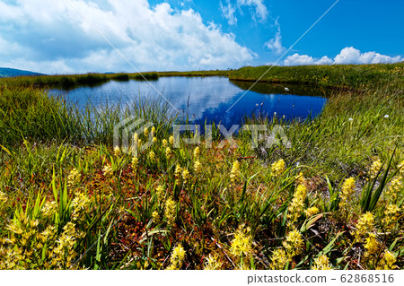 金魚盛開的夏天的平岳/姬路池 金魚盛開的夏天的平岳/姬路池 62868516