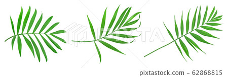 Green leaves of palm tree isolated on white background with clipping path. Set or collection Green leaves of palm tree isolated on white background with clipping path. Set or collection 62868815