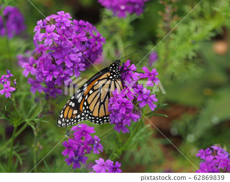 Monarch Butterfly with Pink Flowers 62869839