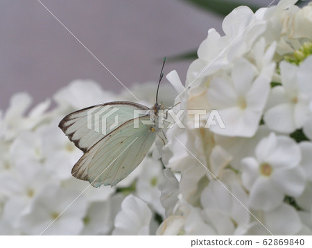 Southern white butterfly perching on a white flower Southern white butterfly perching on a white flower 62869840