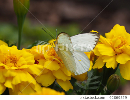 南部的白蝴蝶棲息在黃色的萬壽菊花 62869859