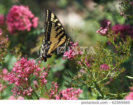 粉紅色的燕尾蝴蝶在粉紅色的花朵上吮吸花蜜 62869860