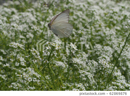 南部的白蝴蝶在白花場飛 62869876