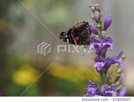 Painted Lady Butterfly perched on a purple flower Painted Lady Butterfly perched on a purple flower 62869897