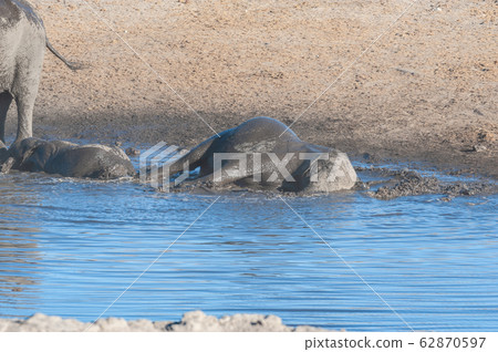 A young African Elephant Bathing in a waterhole 62870597
