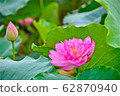 蓮花 62870940