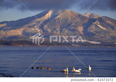 豬苗代的天鵝 豬苗代的天鵝 62871072