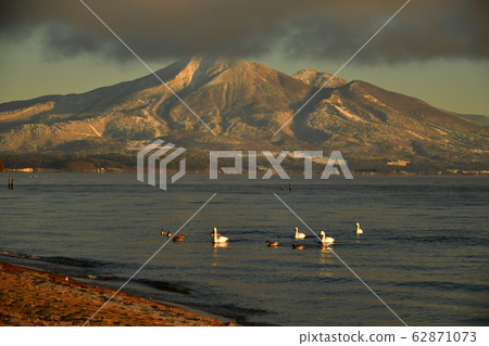 Swan of Inawashiro 62871073