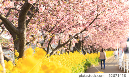 Kawazu cherry tree 62871438