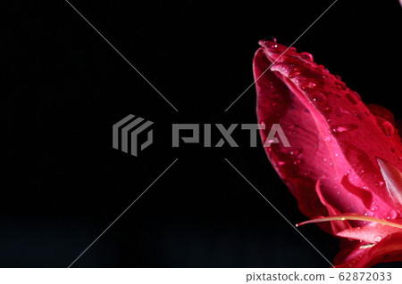 Macro Night Light Photography of tropical Pink Red Macro Night Light Photography of tropical Pink Red 62872033