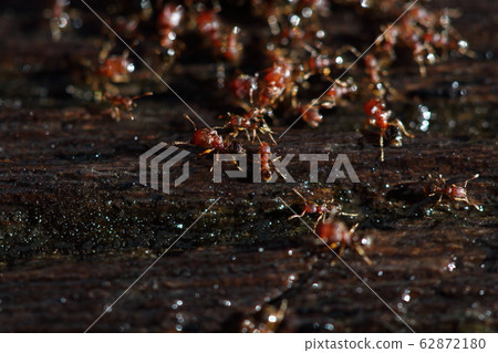 Group of Red Ants helping hands each other to Group of Red Ants helping hands each other to 62872180