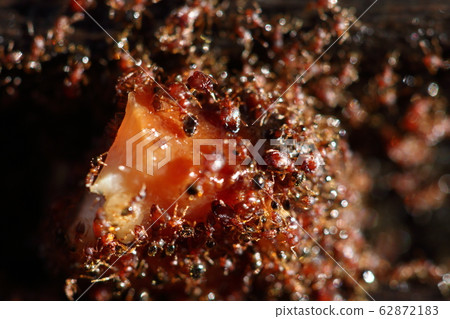 Group of Red Ants helping hands each other to Group of Red Ants helping hands each other to 62872183