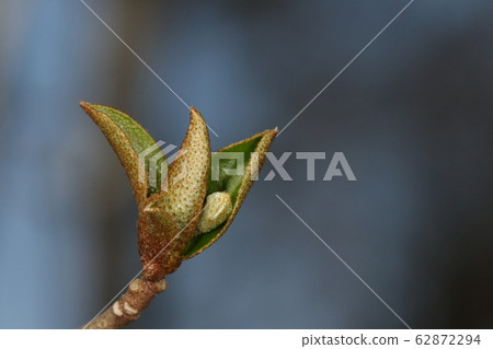 大自然種植堅果，三月初的芽。小芽在樹枝的幼葉之間偷看 62872294