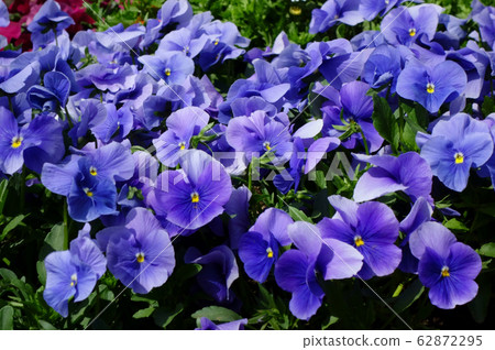 美麗的七彩花朵盛開在一個華麗而優雅的領域 62872295