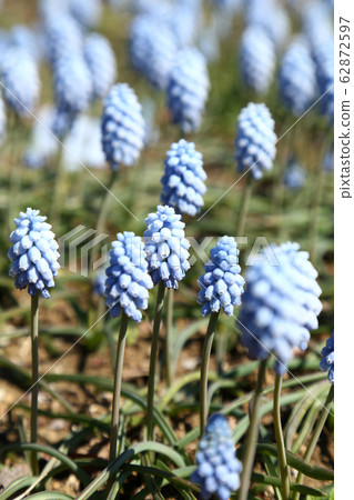 Muscari flowers 62872597