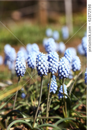 Muscari flowers Muscari flowers 62872598