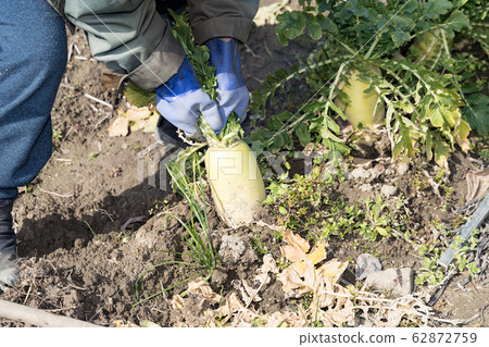 拉出蘿蔔的農夫 62872759