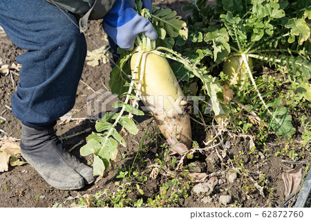 拉出蘿蔔的農夫 62872760