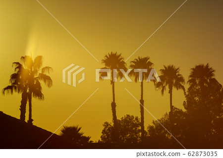 Various Sunsets with Silhouetted Palm Trees Various Sunsets with Silhouetted Palm Trees 62873035