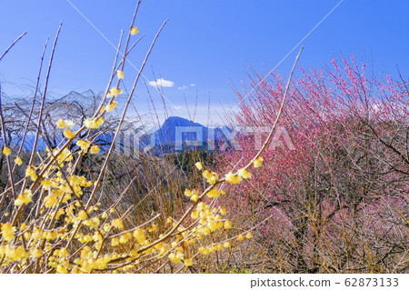 Myogi Mountain in pink and yellow Myogi Mountain in pink and yellow 62873133