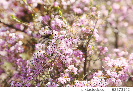 Erica's flower 62873142