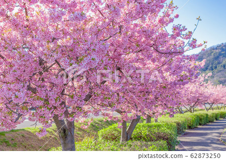 Kawazu cherry tree Kawazu cherry tree 62873250