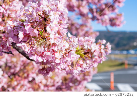 Kawazu cherry tree 62873252