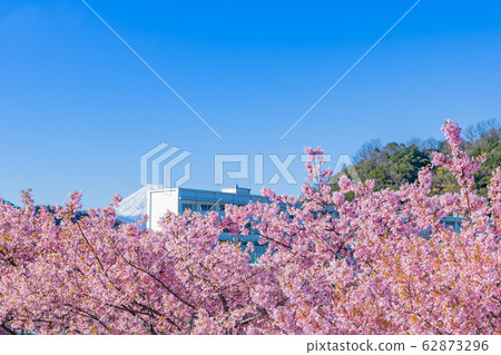 川津櫻和學校大樓@ Spring Image 62873296