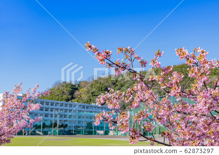 川津櫻和學校大樓@ Spring Image 川津櫻和學校大樓@ Spring Image 62873297