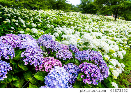 Sa玉縣Satte City的Gongendo Tsutsumi盛開的繡球 62873362