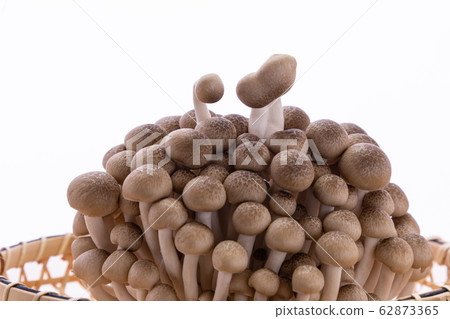 mushroom. Mushroom. mushroom. Mushroom. 62873365