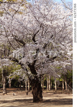 Yoyogi Park @ Yoshino Somei 62873366