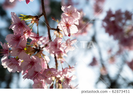 Spring has come cherry blossoms 62873451