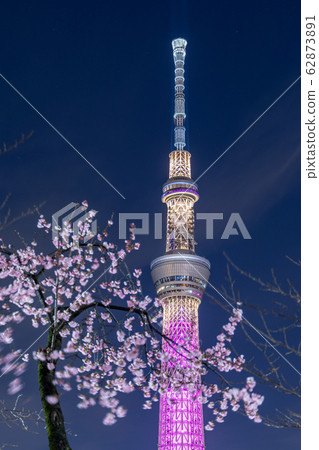 城市景觀夜景櫻花在晚上和東京天空樹 62873891