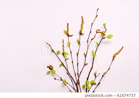 Blooming young twigs on delicate pink background. Blooming young twigs on delicate pink background. 62874737