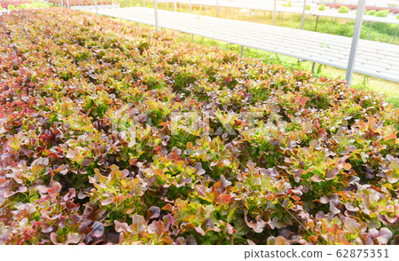 Hydroponic farm salad plants on water without soil Hydroponic farm salad plants on water without soil 62875351