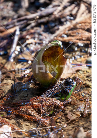 Zazenso, Zazenso, Zazenso, Zazenso, Dharmaso, Darumaso, Darumaso Zazenso, Zazenso, Zazenso, Zazenso, Dharmaso, Darumaso, Darumaso 62875479