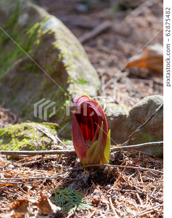 Zazenso, Zazenso, Zazenso, Zazenso, Dharmaso, Darumaso, Darumaso Zazenso, Zazenso, Zazenso, Zazenso, Dharmaso, Darumaso, Darumaso 62875482