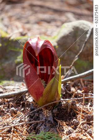 Zazenso,Zazenso,Zazenso,Zazenso,Dharmaso,Darumaso,Darumaso Zazenso,Zazenso,Zazenso,Zazenso,Dharmaso,Darumaso,Darumaso 62875483