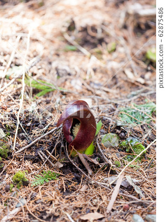 Zazenso,Zazenso,Zazenso,Zazenso,Dharmaso,Darumaso,Darumaso Zazenso,Zazenso,Zazenso,Zazenso,Dharmaso,Darumaso,Darumaso 62875486