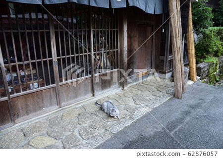 Cat under the eaves 62876057