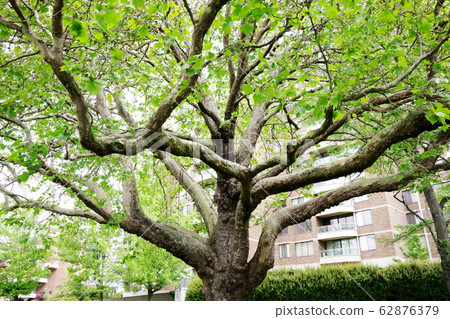 Big tree Big tree 62876379