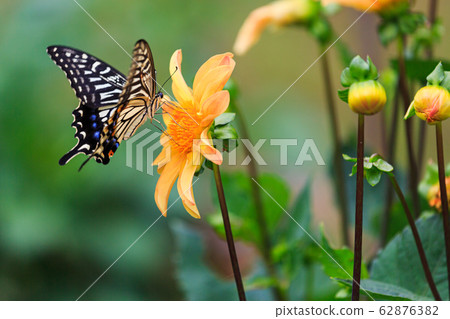 Dahlia flower and butterfly Dahlia flower and butterfly 62876382