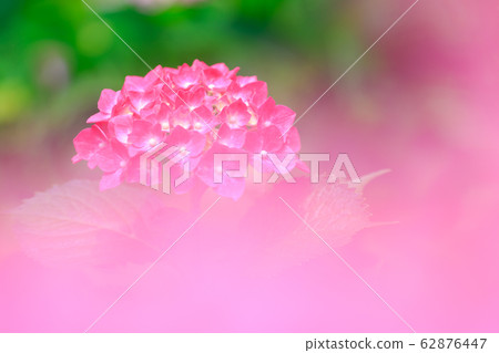 繡球 繡球 62876447