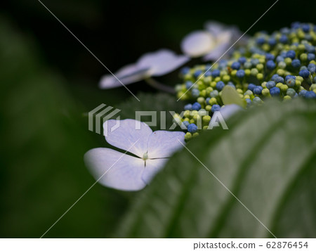 hydrangea hydrangea 62876454