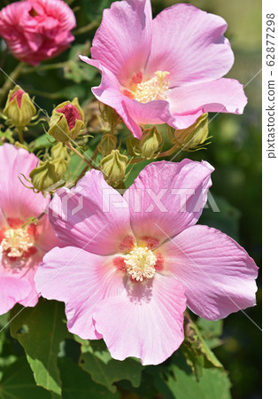 不是必需的(芙蓉) 不是必需的(芙蓉) 62877298